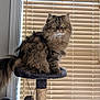 animal, cat, cat_tree, cozy, curious, decor, domestic_cat, feline, fluffy, home, indoor, long_hair, looking, pet, portrait, sitting, soft_light, tail, wall, window_blinds