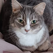 Socrate participe au concours pour gagner de l'argent avec cette photo : cat, tabby, pet, animal, fur, whiskers, green_eyes, ears, nose, paws, blanket, indoor, cozy, cute, mammal, feline, resting, sleepy, closeup, domestic