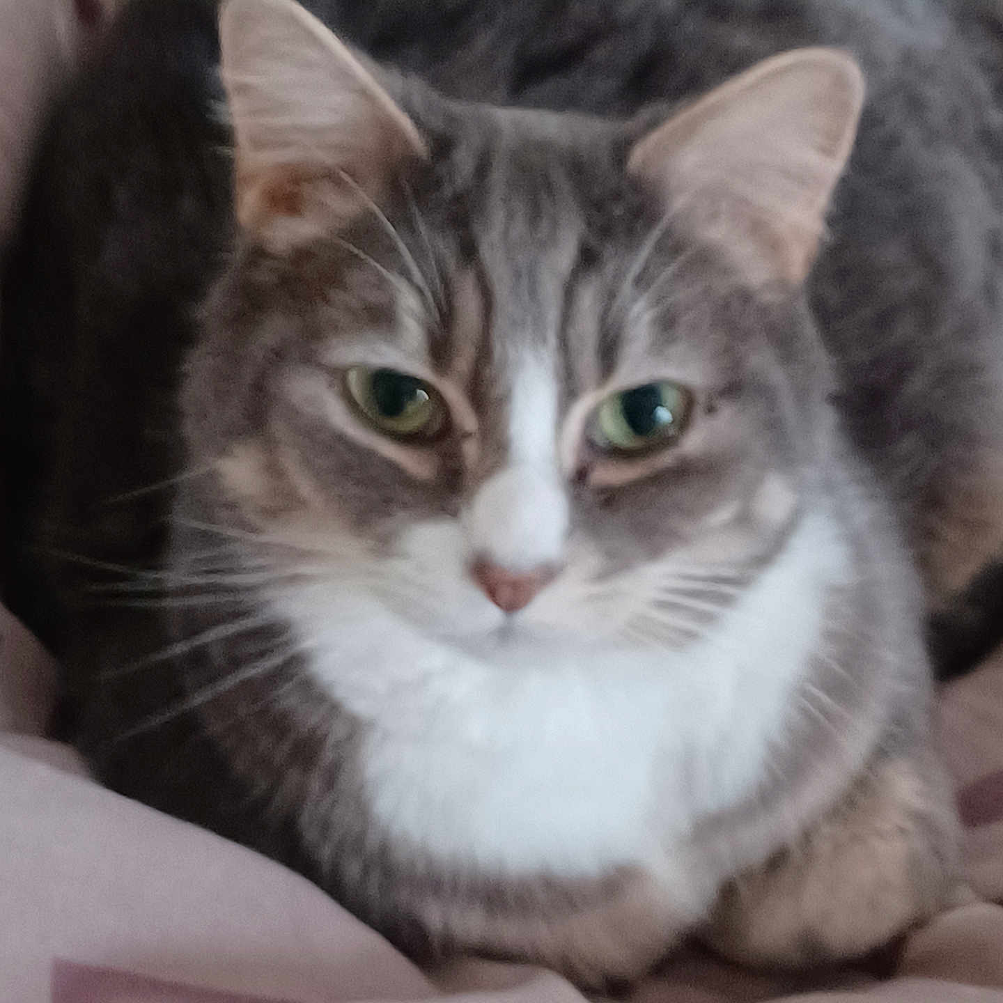 Socrate participe au concours pour gagner de l'argent avec cette photo : animal, blanket, cat, closeup, cozy, cute, domestic, ears, feline, fur, green_eyes, indoor, mammal, nose, paws, pet, resting, sleepy, tabby, whiskers