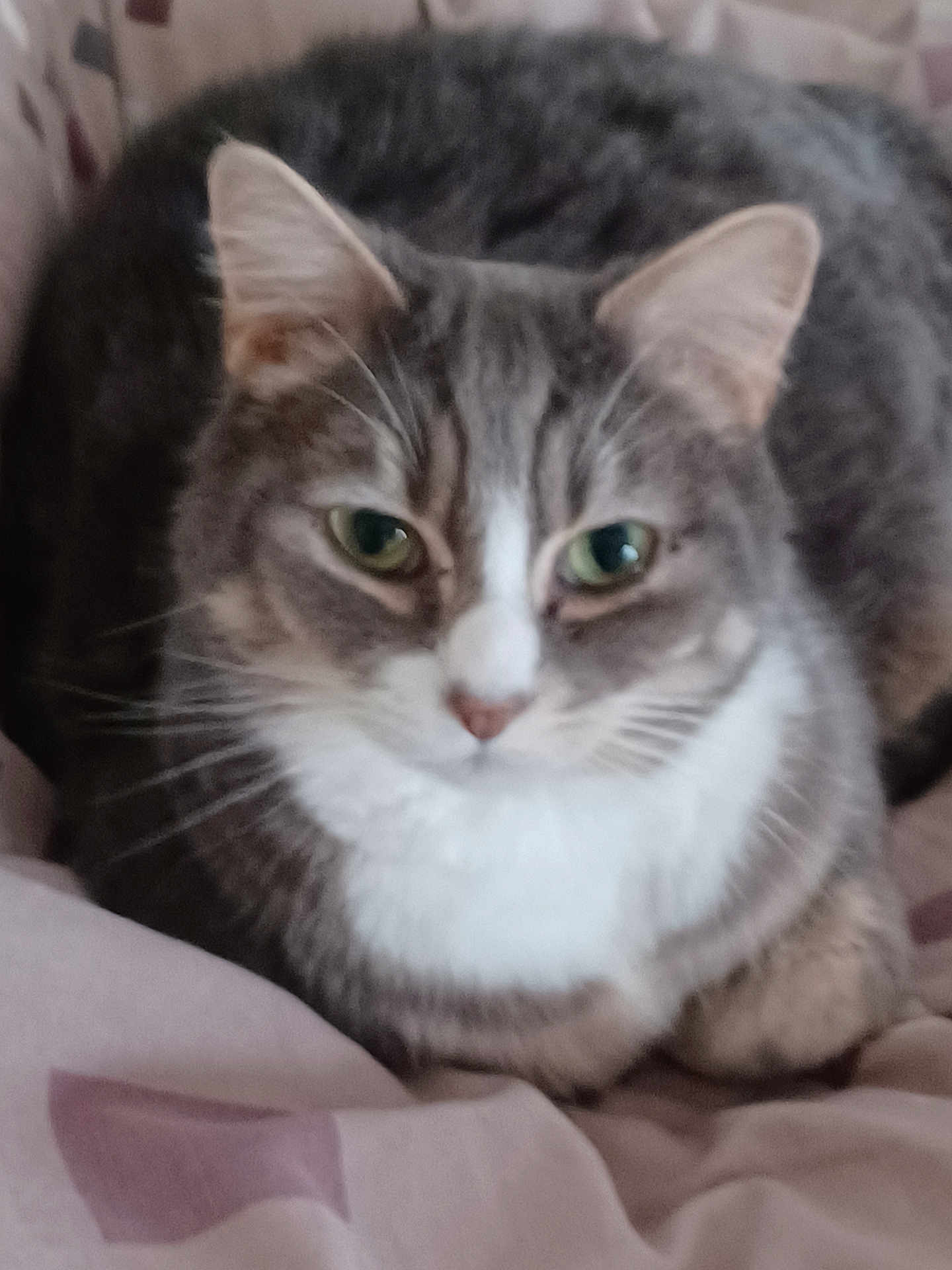 Socrate participe au concours pour gagner de l'argent avec cette photo : cat, tabby, pet, animal, fur, whiskers, green_eyes, ears, nose, paws, blanket, indoor, cozy, cute, mammal, feline, resting, sleepy, closeup, domestic