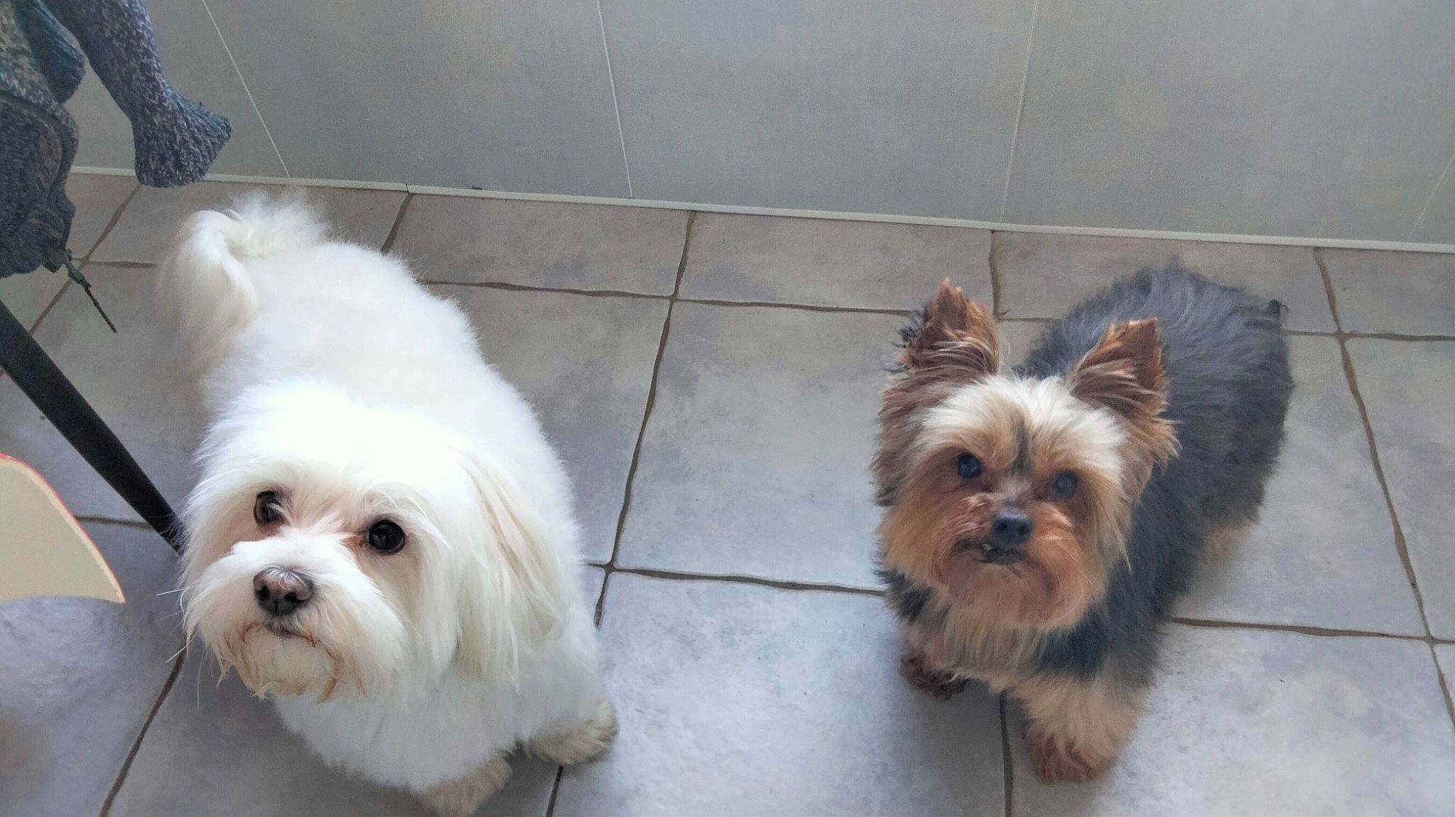 Inka a rejoint le concours — aidez-le/la à gagner de superbes lots ! canidae, carnivore, collar, companion_dog, dog, dog_breed, dog_supply, fawn, fur, grass, liver, mal_shi, maltepoo, pet_supply, puppy, small_terrier, snout, sporting_group, toy_dog, working_animal