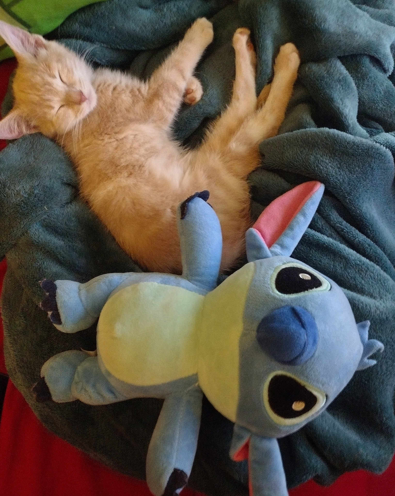 Ohana Leeann joined the competition — help win amazing prizes! kitten, sleeping, cat, plush_toy, stuffed_animal, blanket, cozy, cute, orange_cat, soft, nap, indoor, resting, pet, furry, animal, blue, toy, comfort, relaxation