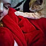 Ohana Leeann joined the competition — help win amazing prizes! person, cat, blanket, red, feline, cozy, indoor, paw, face, comfort, snuggle, pet, resting, fur, warm, relaxation, closeup, soft, companion, home