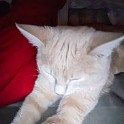 Ohana Leeann joined the competition — help win amazing prizes! cat, cream_colored, stretching, sleepy, feline, pet, indoor, cozy, blanket, red_blanket, fur, whiskers, paws, relaxed, animal, domestic_cat, cute, soft, resting, close_up