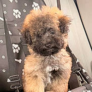 Nugget is registered to the contest to win money with this photo: adorable, animal, black, bone_pattern, car_backseat, car_interior, curly_fur, cute, dog, fluffy, paw_print, pet_car_seat, puppy, restraint, seat, seatbelt, transport, travel, white, young_dog