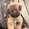 adorable, animal, black, bone_pattern, car_backseat, car_interior, curly_fur, cute, dog, fluffy, paw_print, pet_car_seat, puppy, restraint, seat, seatbelt, transport, travel, white, young_dog
