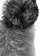 Nugget joined the competition — help win amazing prizes! dog, black_and_white, fluffy, curly_fur, portrait, pet, animal, cute, looking_back, close_up, soft_texture, furry, canine, studio_shot, adorable, isolated, background, expression, companion, domestic_animal
