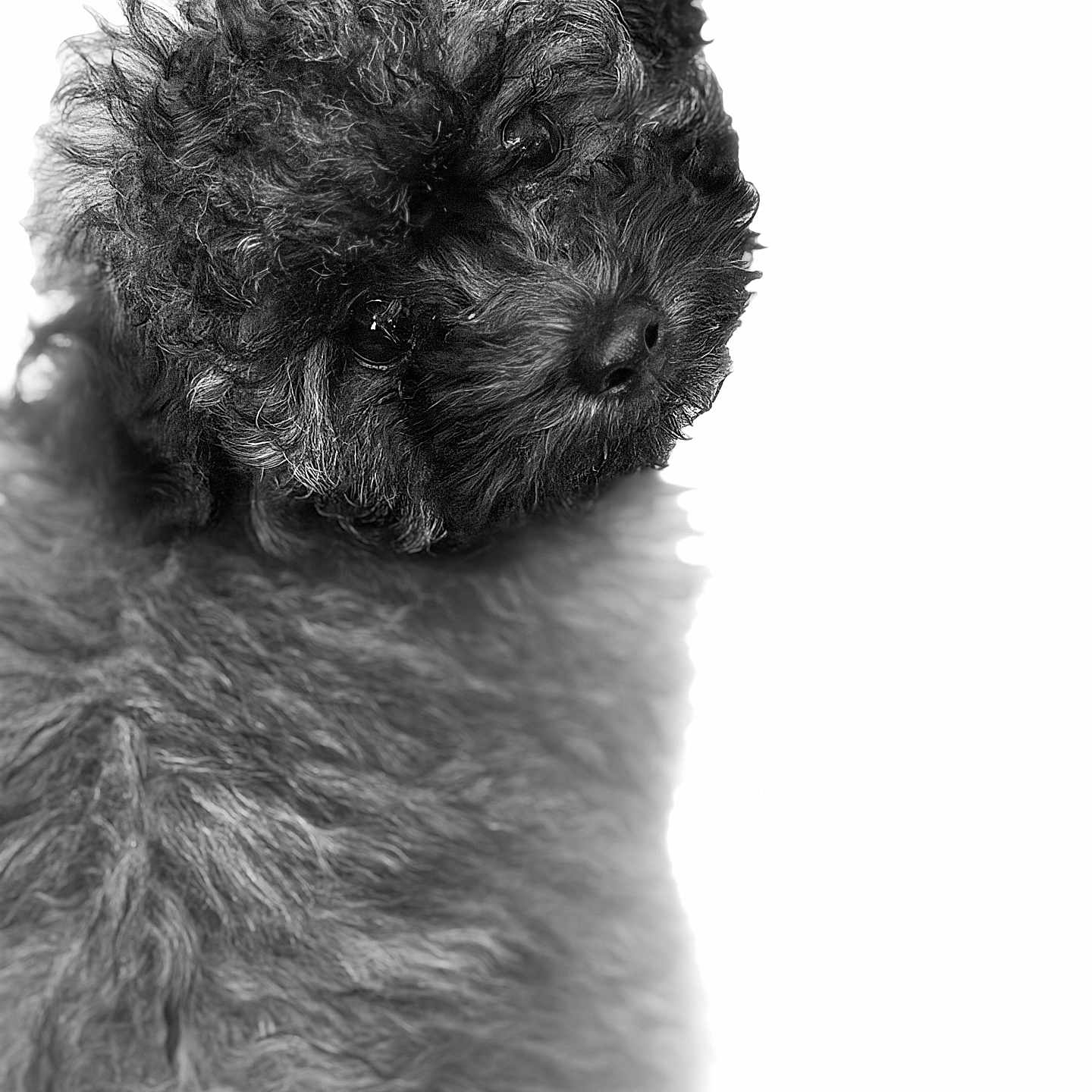 Nugget joined the competition — help win amazing prizes! dog, black_and_white, fluffy, curly_fur, portrait, pet, animal, cute, looking_back, close_up, soft_texture, furry, canine, studio_shot, adorable, isolated, background, expression, companion, domestic_animal