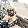 Nugget joined the competition — help win amazing prizes! animal, black_fur, bone_pattern, car_seat, comfort, curly_hair, cute, dog, fluffy, indoor, leisure, pet, pet_carrier, portrait, puppy, seatbelt, transport, travel, white_paw_prints, young_dog