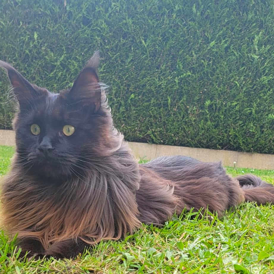 Maya a rejoint le concours — aidez-le/la à gagner de superbes lots ! animal, backyard, cat, fence, grass, green, hedge, jar, lawn, nature, outdoors, pet, plant, planter, pottedplant, pottery, tree, vase, vegetation, yard
