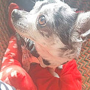 Moka a rejoint le concours — aidez-le/la à gagner de superbes lots ! dog, small_dog, brown_eyes, woven_basket, red_cushion, indoor, pet, curious, close_up, fur, animal, side_view, sunlight, cozy, domestic, resting, cute, companion, soft_light, portrait