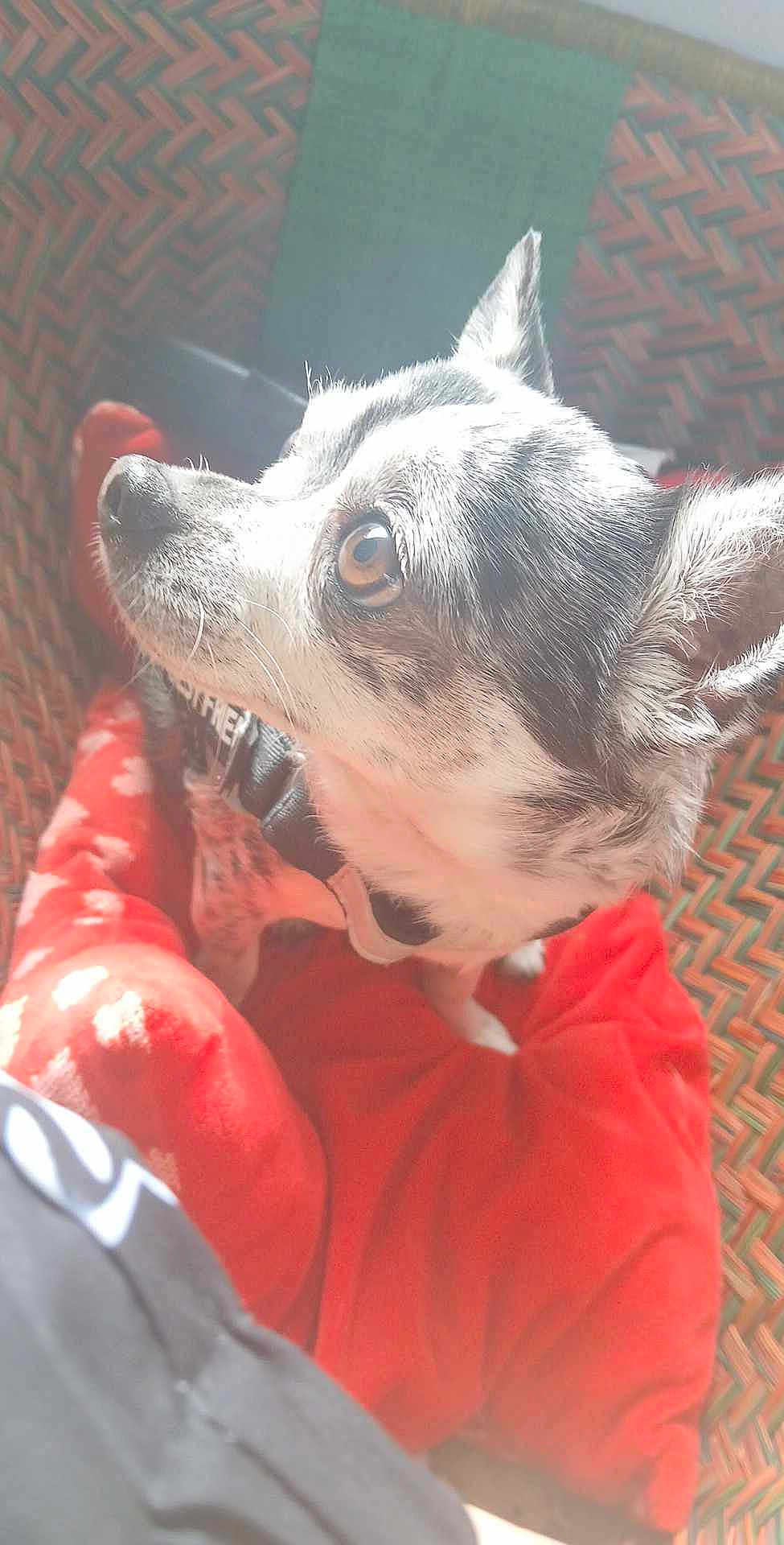 Moka a rejoint le concours — aidez-le/la à gagner de superbes lots ! dog, small_dog, brown_eyes, woven_basket, red_cushion, indoor, pet, curious, close_up, fur, animal, side_view, sunlight, cozy, domestic, resting, cute, companion, soft_light, portrait