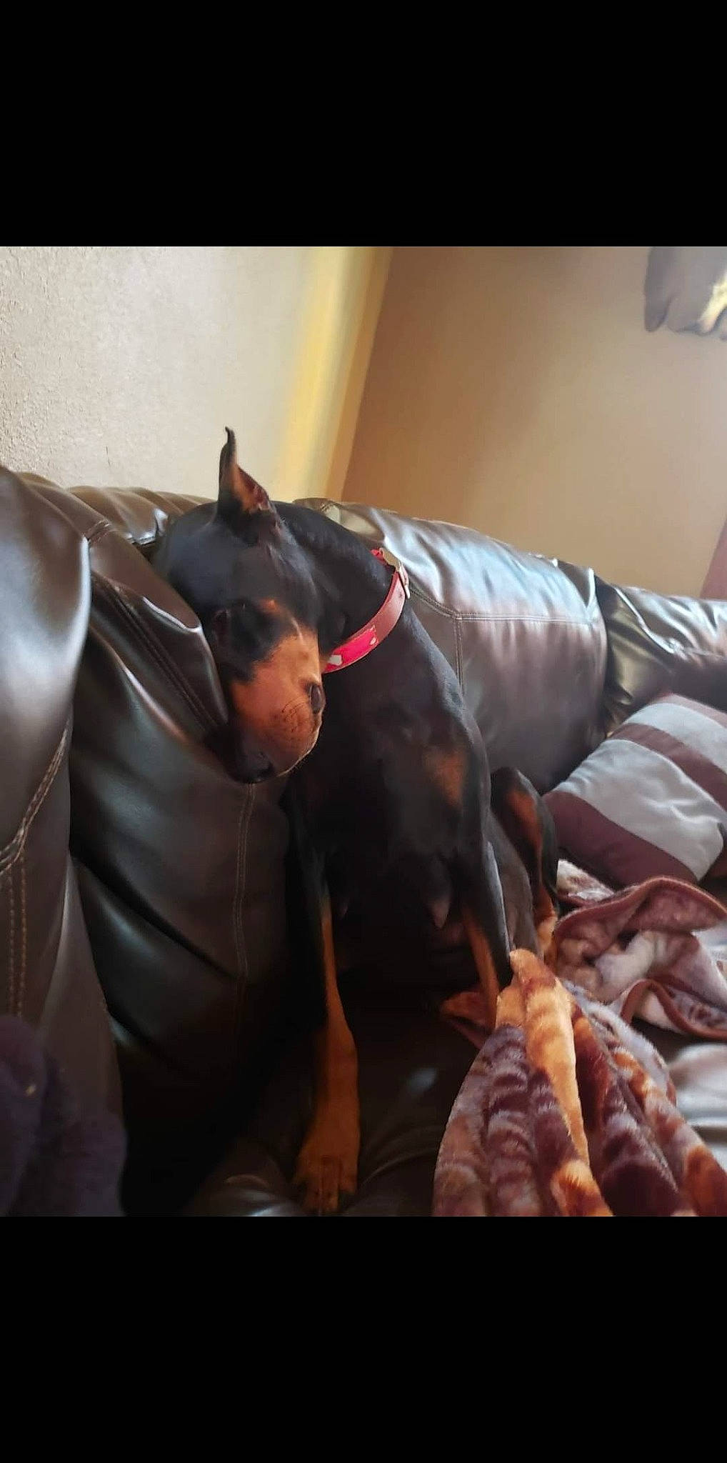 Xara joined the competition — help win amazing prizes! carnivore, comfort, companion_dog, couch, dobermann, dog, dog_breed, fawn, fur, gesture, guard_dog, linens, mammal, pinscher, prazsky_krysarik, snout, sporting_group, toy_dog, vertebrate, working_animal