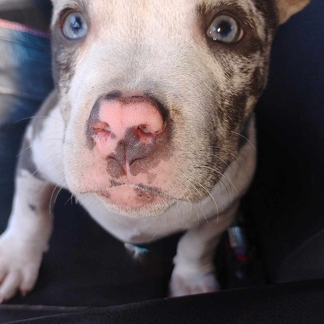 Nova joined the competition — help win amazing prizes! animal, black_background, blue_eyes, close_up, curious, cute, dog, ears, face, fur, indoor, innocent, looking_up, pet, pink_nose, portrait, puppy, sitting, whiskers, young