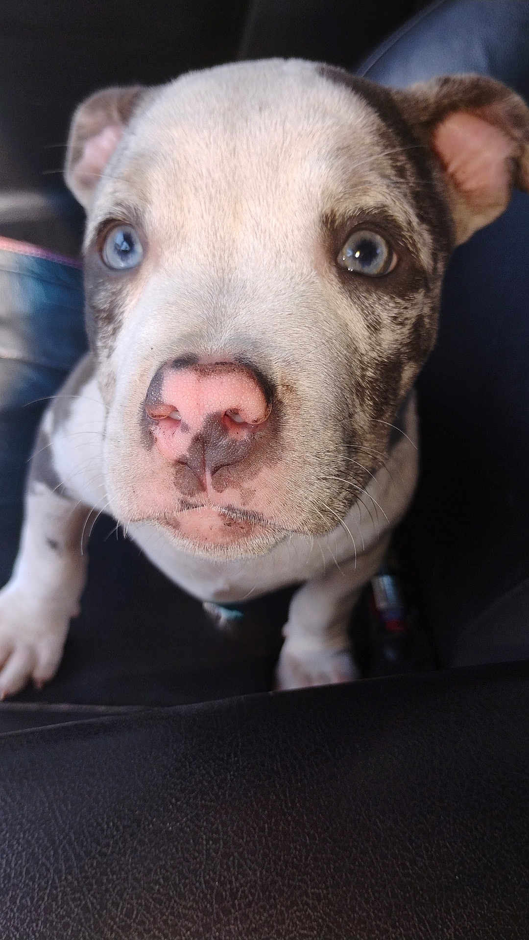 Nova joined the competition — help win amazing prizes! puppy, dog, close_up, blue_eyes, pink_nose, cute, pet, animal, fur, whiskers, ears, sitting, curious, innocent, young, face, portrait, indoor, black_background, looking_up