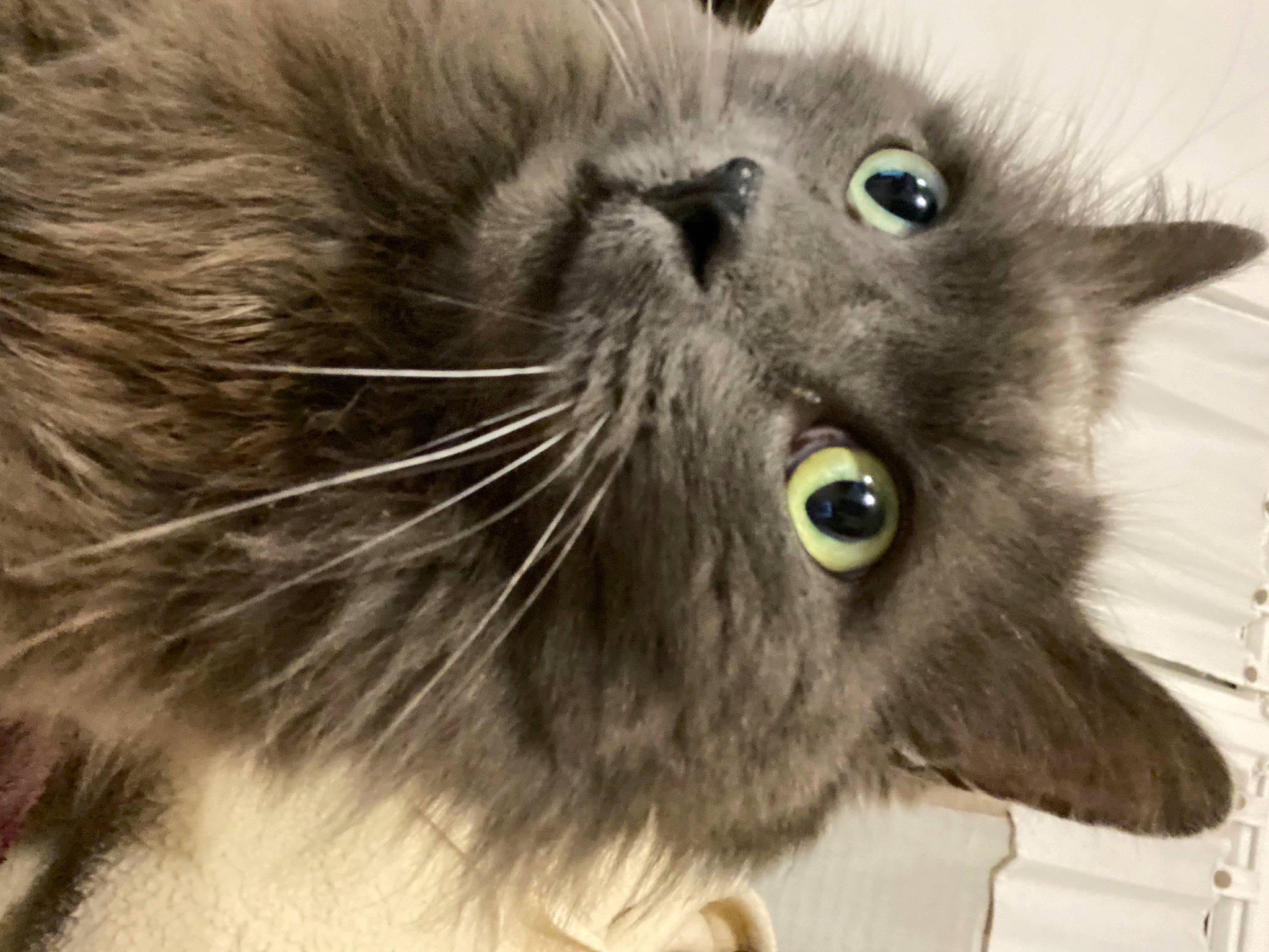 Monsieur participe au concours pour gagner de l'argent avec cette photo : black_cat, british_longhair, carnivore, cat, claw, close_up, domestic_short_haired_cat, felidae, fur, grey, korat, paw, plant, small_to_medium_sized_cats, snout, tail, terrestrial_animal, whiskers