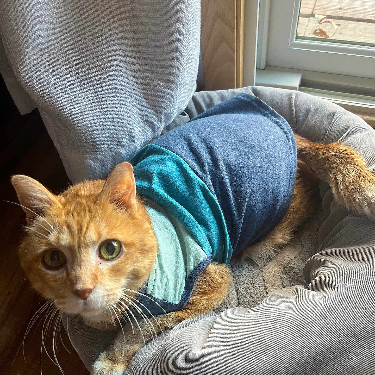 Frodo joined the competition — help win amazing prizes! abyssinian, animal, canine, cat, couch, cushion, dog, dogbed, furniture, homedecor, kitten, manx, pet