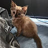 S'Mores joined the competition — help win amazing prizes! kitten, cat, furry, cute, pet, animal, indoor, soft, curious, young, small, fur, whiskers, ears, tail, sitting, closeup, adorable, domestic, portrait