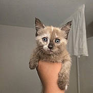 S'Mores is registered to the contest to win money with this photo: kitten, cat, hand, indoor, blue_eyes, fur, pet, animal, cute, young, portrait, curious, tattoo, holding, whiskers, small, mammal, domestic, feline, soft_light