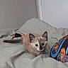 S'Mores is registered to the contest to win money with this photo: kitten, cat, bed, blanket, toy, mouse_toy, pajamas, colorful, indoor, pet, cute, fur, blue_eyes, curious, young, animal, playful, cozy, resting, feline