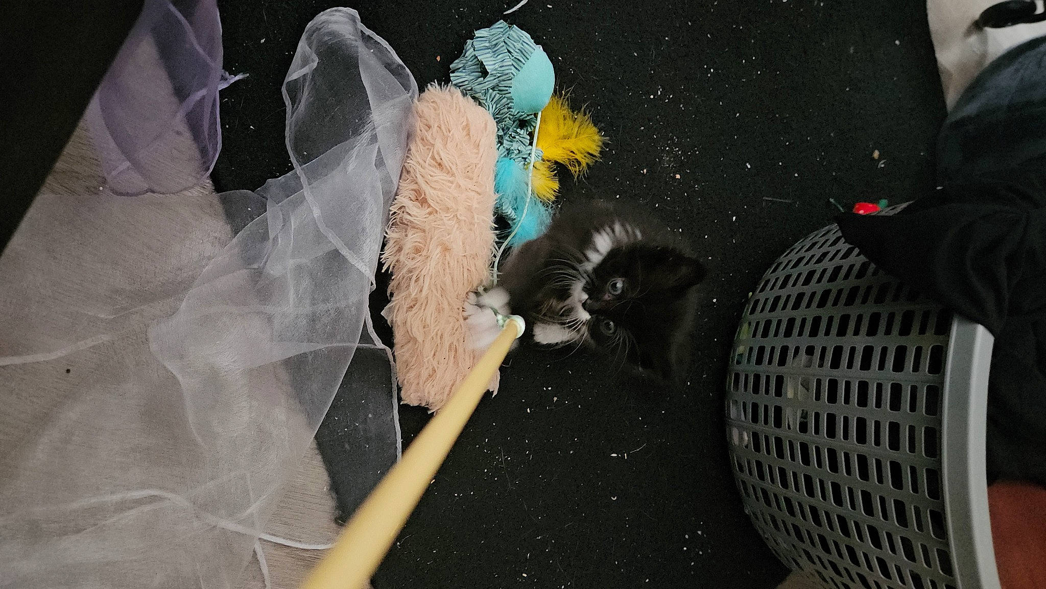 Cookies N Crème joined the competition — help win amazing prizes! art, event, fashion_accessory, feather, fur, glove, organism, tail, visual_arts, wing