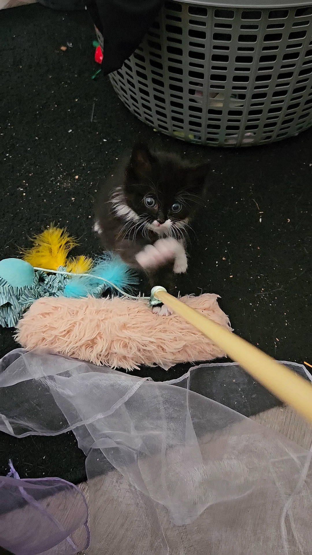 Cookies N Crème joined the competition — help win amazing prizes! art, carnivore, cat, comfort, darkness, domestic_short_haired_cat, felidae, fur, glass, holiday, human_leg, illustration, room, small_to_medium_sized_cats, space, tail, textile, tints_and_shades, whiskers, window