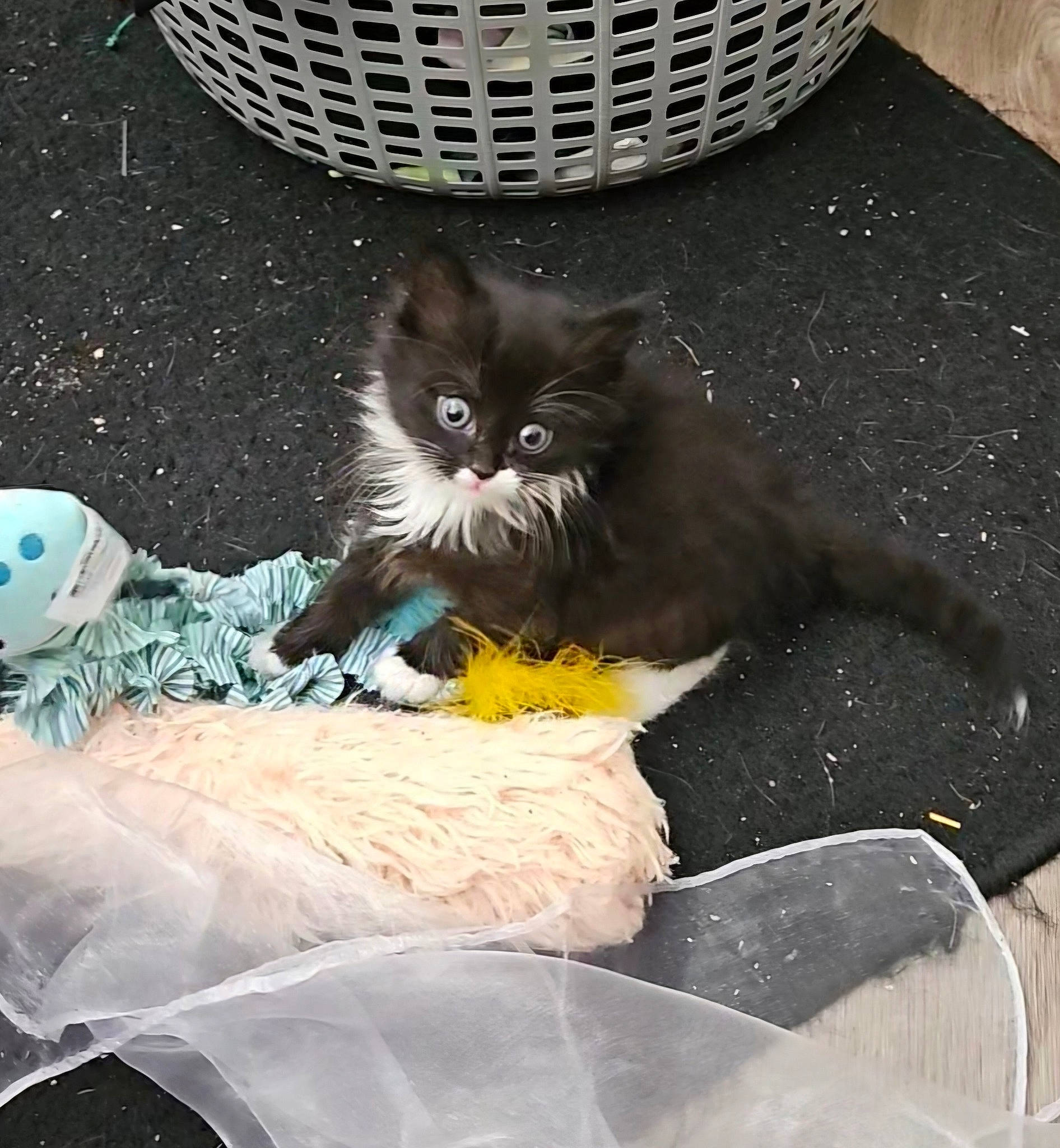 Cookies N Crème is registered to the contest to win money with this photo: animal_shelter, bag, basket, carnivore, cat, cat_supply, comfort, comfort_food, domestic_short_haired_cat, felidae, fur, grey, hat, mesh, plastic_bag, sitting, small_to_medium_sized_cats, tail, vegetable, whiskers