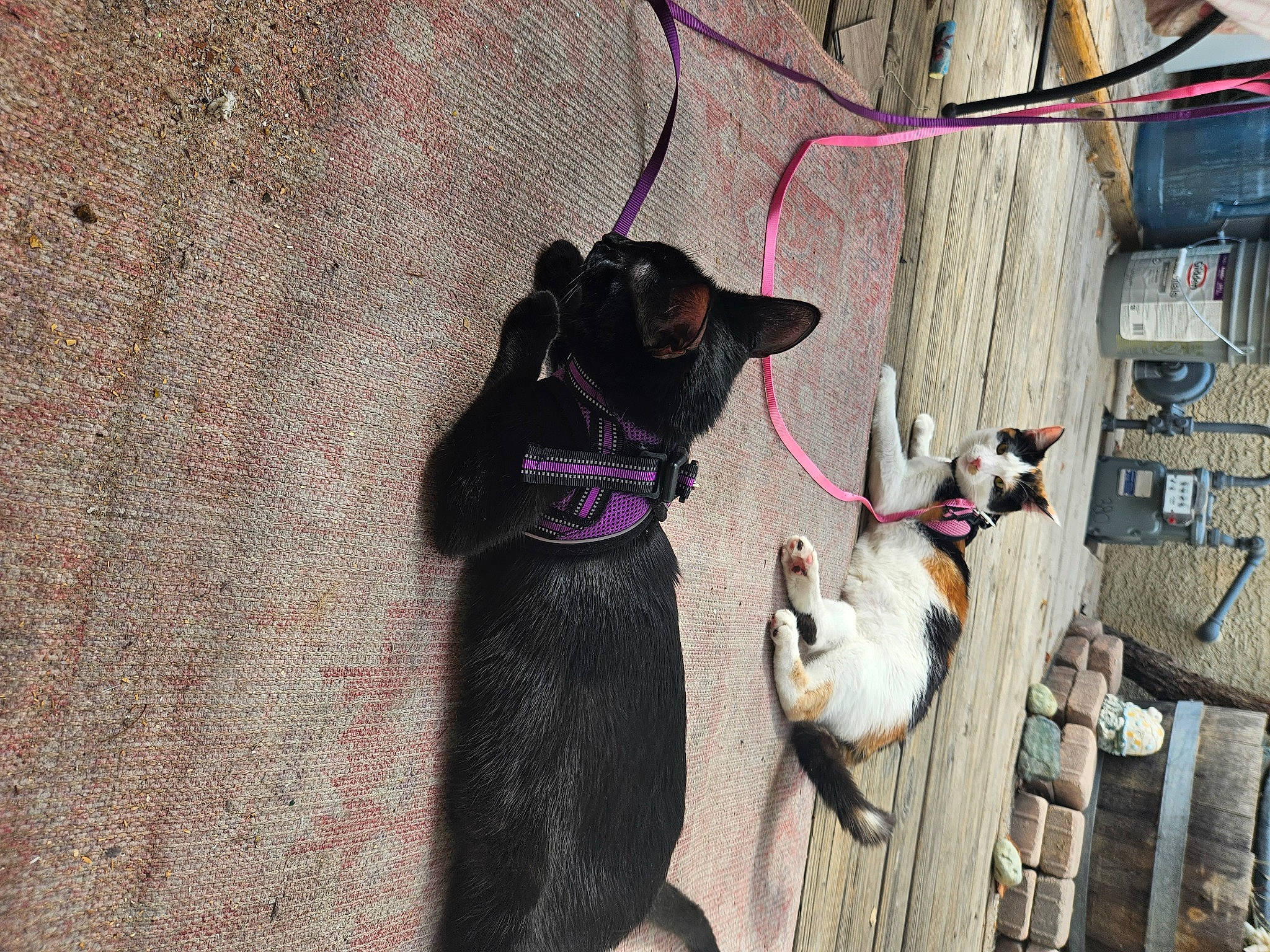 Thin Mint And Snickerdoodle joined the competition — help win amazing prizes! canidae, carnivore, collar, companion_dog, dog, dog_breed, dog_collar, dog_supply, electrical_supply, electrical_wiring, fashion_accessory, fawn, felidae, fur, leash, pet_supply, small_to_medium_sized_cats, sporting_group, tail, working_animal