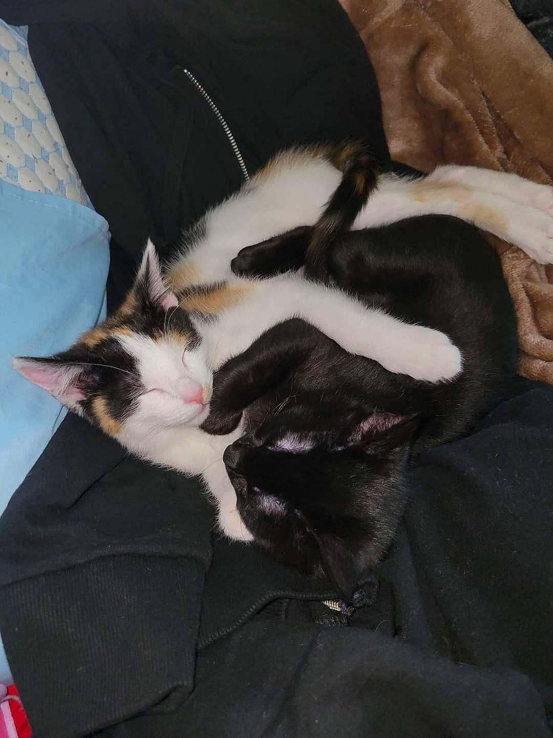 Thin Mint And Snickerdoodle is registered to the contest to win money with this photo: canidae, carnivore, cat, claw, comfort, companion_dog, dog_breed, domestic_short_haired_cat, felidae, formal_wear, fur, human_leg, lap, linens, nap, paw, small_to_medium_sized_cats, tail, textile, whiskers