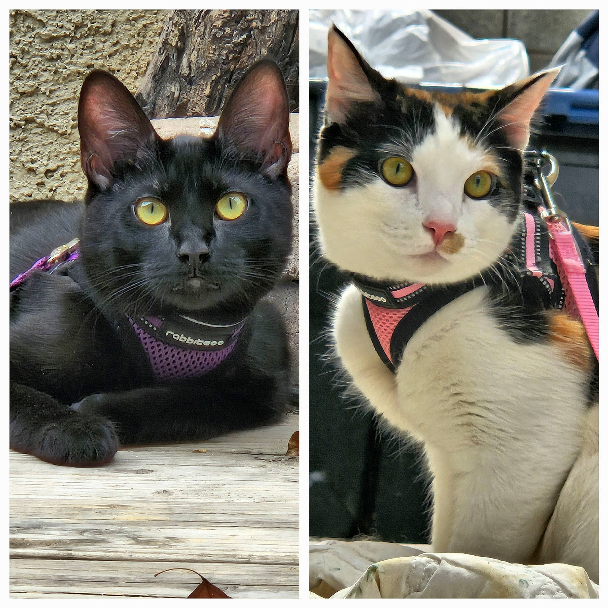 Thin Mint And Snickerdoodle