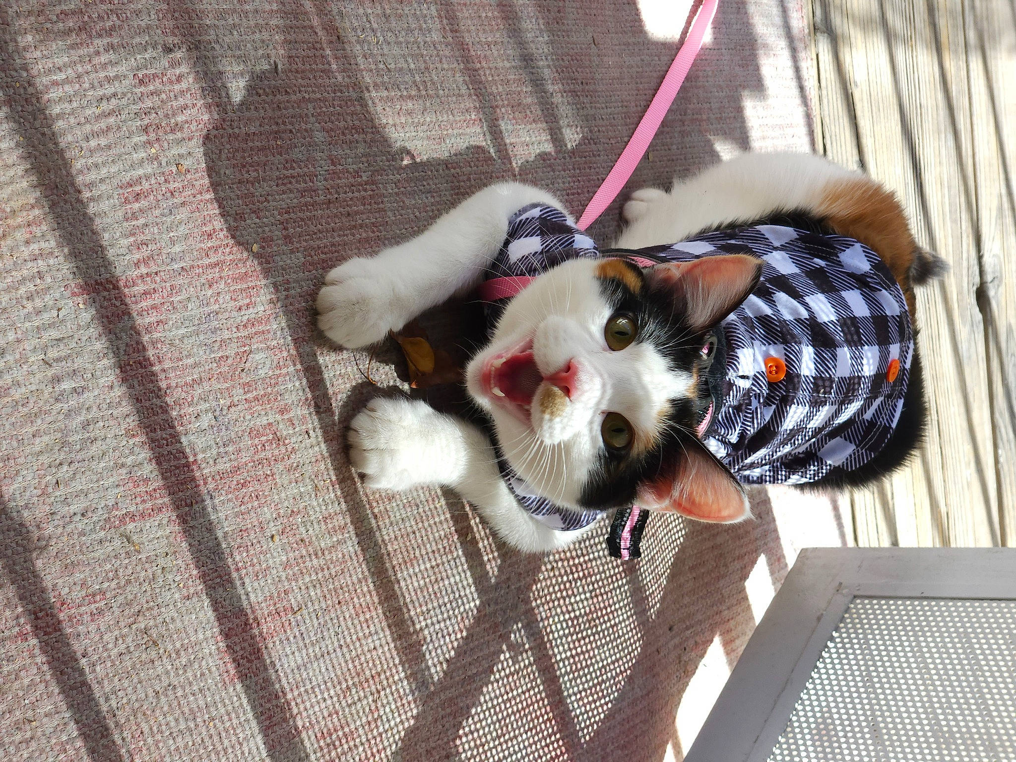 Thin Mint And Snickerdoodle joined the competition — help win amazing prizes! canidae, carnivore, collar, comfort, companion_dog, dog, dog_breed, dog_collar, dog_supply, fawn, felidae, fur, leash, pet_supply, small_to_medium_sized_cats, snout, sporting_group, tail, whiskers, wood