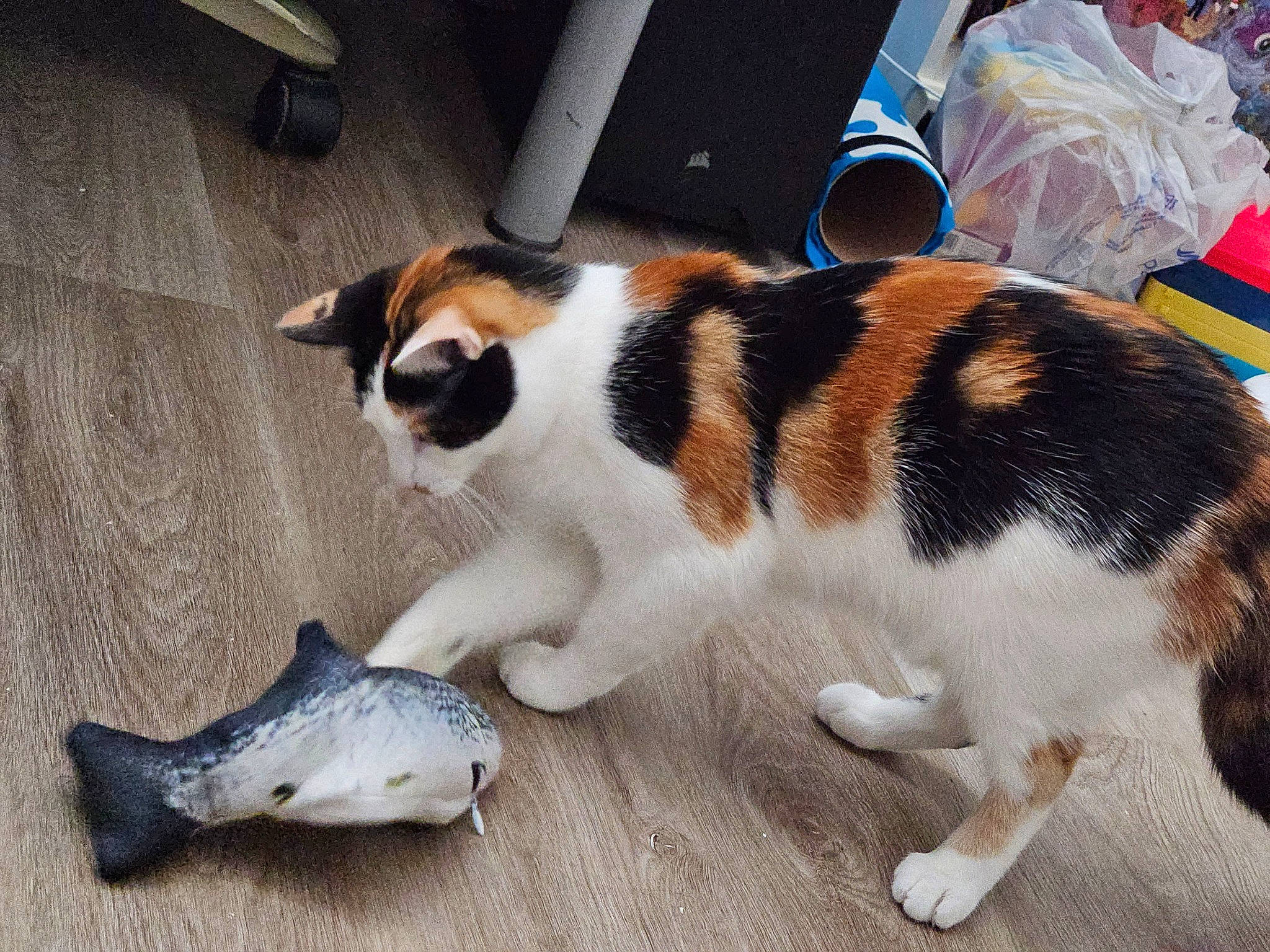 Snickerdoodle is registered to the contest to win money with this photo: canidae, carnivore, cat, claw, companion_dog, dog_breed, domestic_short_haired_cat, felidae, fin, fish, flooring, foot, fur, paw, seafood, small_to_medium_sized_cats, snout, tail, whiskers, wood