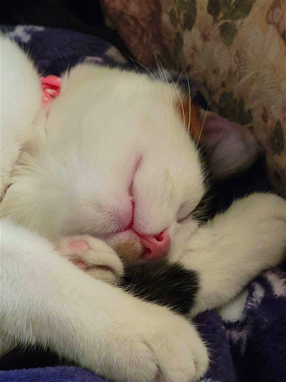 Snickerdoodle is registered to the contest to win money with this photo: carnivore, cat, claw, close_up, cloud, comfort, domestic_short_haired_cat, felidae, foot, fur, meteorological_phenomenon, nap, paw, sky, sleep, small_to_medium_sized_cats, snout, tail, terrestrial_animal, whiskers