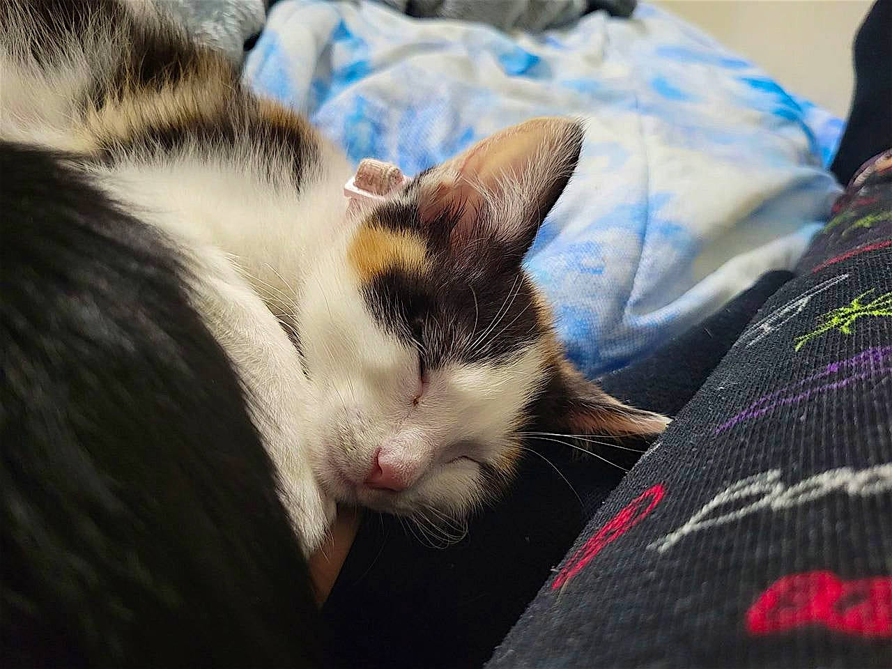 Snickerdoodle is registered to the contest to win money with this photo: carnivore, cat, claw, comfort, domestic_short_haired_cat, felidae, fur, linens, nap, pattern, paw, sleep, small_to_medium_sized_cats, snout, tail, whiskers