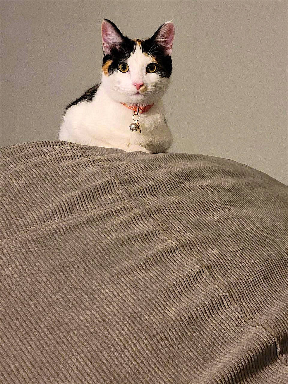 Snickerdoodle joined the competition — help win amazing prizes! carnivore, cat, domestic_short_haired_cat, felidae, floor, flooring, formal_wear, fur, grey, mesh, pattern, pet_supply, rectangle, shadow, sitting, small_to_medium_sized_cats, snout, tail, whiskers, wood