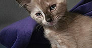 Ginger Snap joined the competition — help win amazing prizes! kitten, cat, pet, animal, feline, blue_eyes, fur, whiskers, ears, cute, young, indoors, blanket, purple, soft, cozy, curious, portrait, closeup, domestic_animal