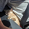 Ginger Snap joined the competition — help win amazing prizes! kitten, cat, pet, animal, car_seat, seatbelt, person, arm, grey_shirt, sunlight, shadow, fur, cute, indoor, closeup, resting, comfort, travel, companion, casual