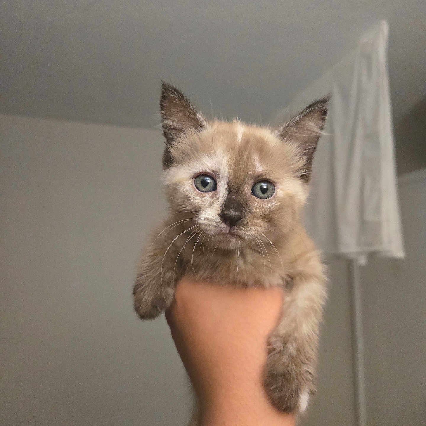 Ginger Snap is registered to the contest to win money with this photo: kitten, cat, hand, indoor, blue_eyes, fur, cute, pet, animal, young, small, holding, curious, portrait, whiskers, ears, feline, close_up, domestic, mammal