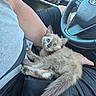 Ginger Snap is registered to the contest to win money with this photo: kitten, cat, pet, animal, lap, person, arm, gray_shirt, black_shorts, car_interior, steering_wheel, seatbelt, curious, blue_eyes, furry, small, cute, resting, indoors, closeup