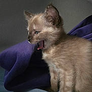 Ginger Snap is registered to the contest to win money with this photo: kitten, cat, animal, pet, feline, young, cute, fur, yawning, mouth_open, ears, whiskers, indoor, blanket, purple, cozy, side_view, small, soft_light, domestic