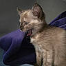 animal, blanket, cat, cozy, cute, domestic, ears, feline, fur, indoor, kitten, mouth_open, pet, purple, side_view, small, soft_light, whiskers, yawning, young