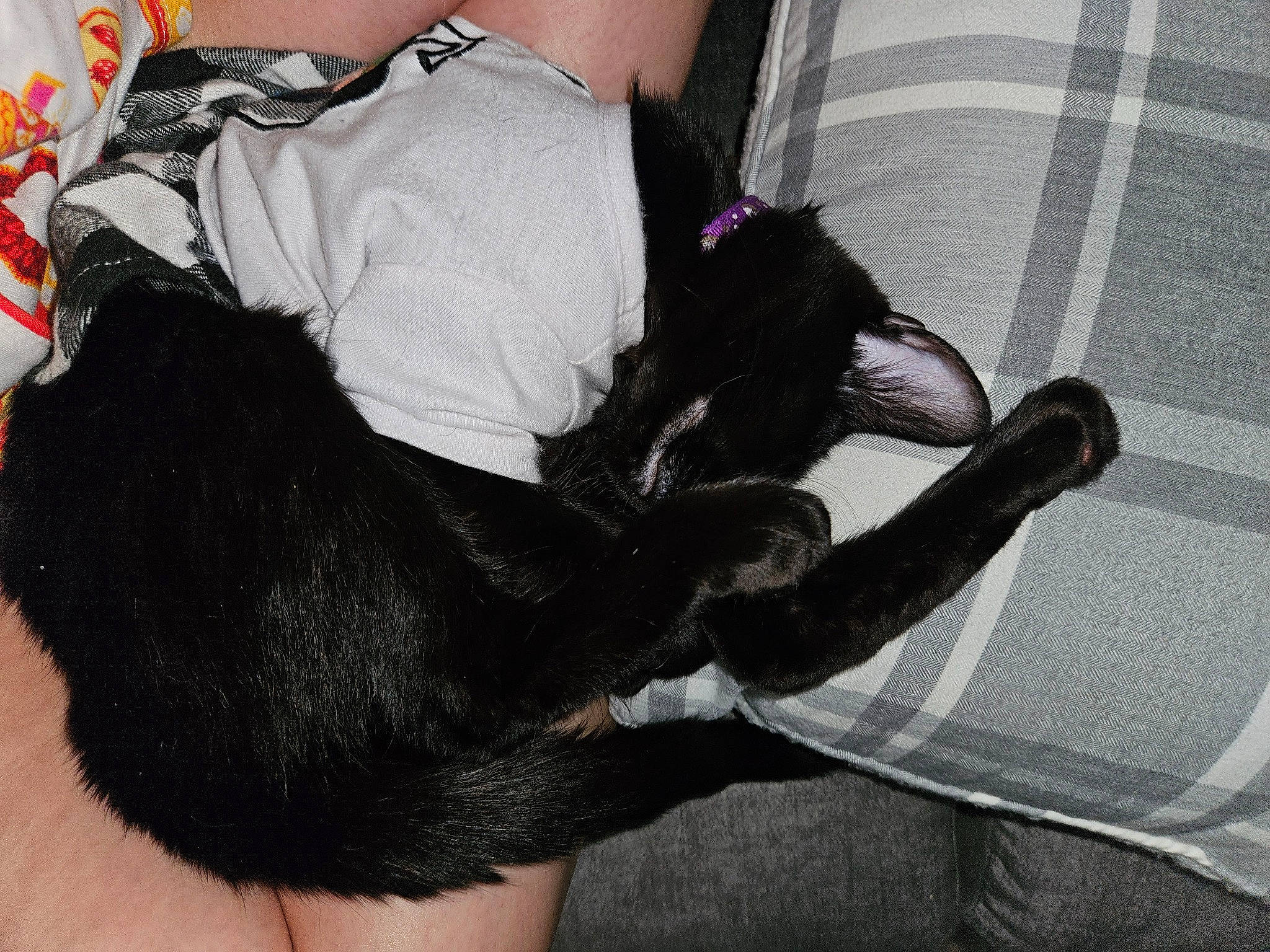 Thin Mint joined the competition — help win amazing prizes! abdomen, black_cat, carnivore, claw, comfort, companion_dog, dog, dog_breed, fashion_accessory, felidae, foot, fur, gesture, human_leg, paw, small_to_medium_sized_cats, tail, thigh, toy_dog, wrist