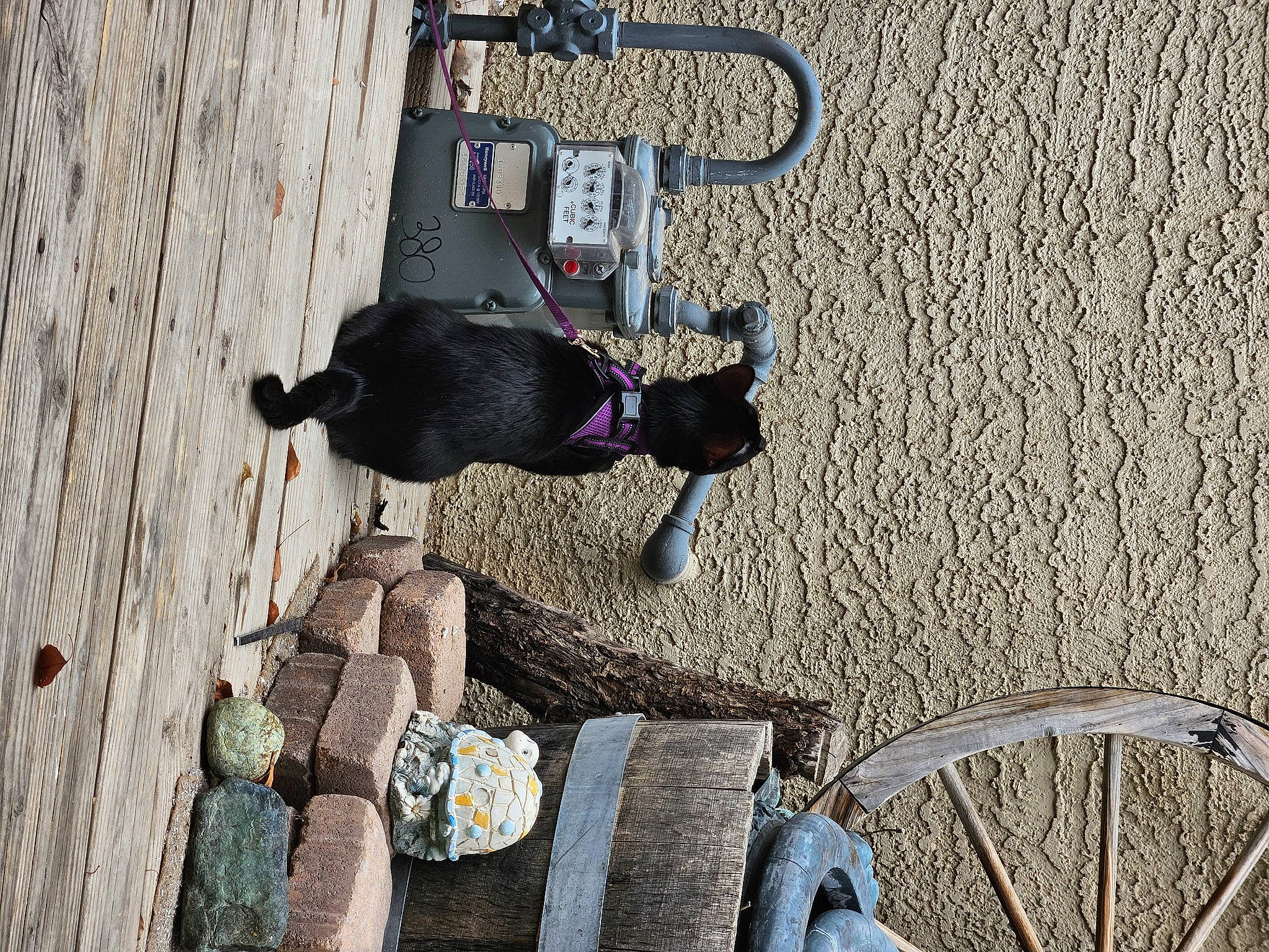 Thin Mint is registered to the contest to win money with this photo: adventure, bicycle_fork, bicycle_handlebar, bicycle_tire, bicycle_wheel, concrete, dog, facade, recreation, road_surface, shadow, sidewalk, spoke, street, tire, vehicle, wall, wheel, wood