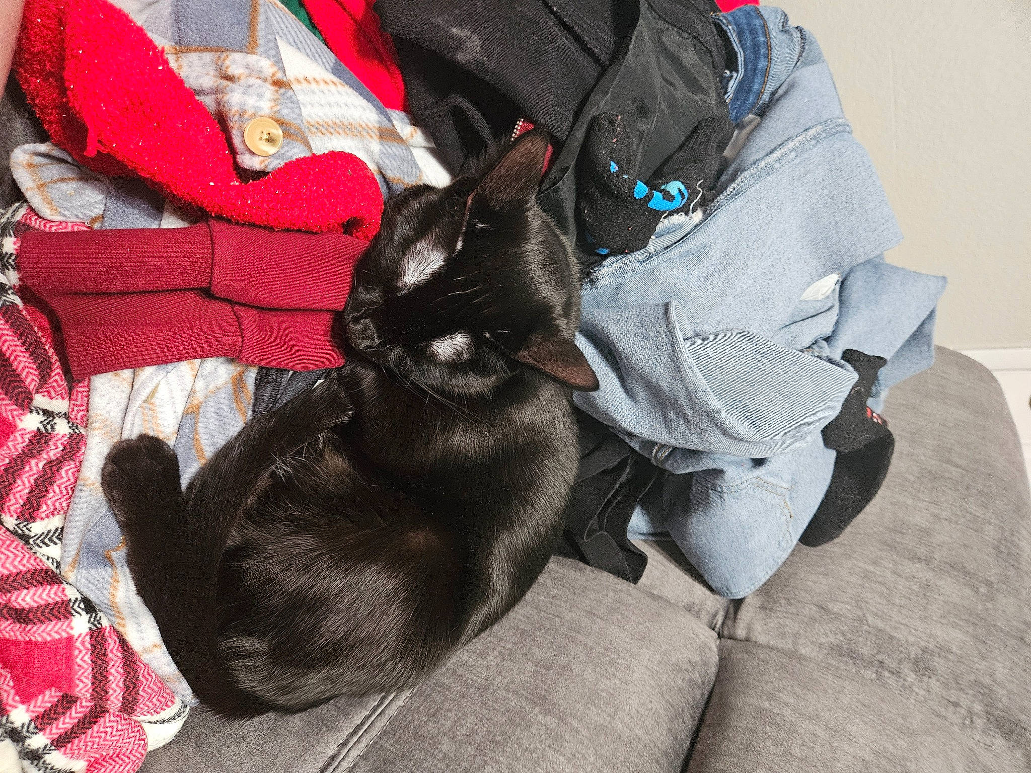 Thin Mint is registered to the contest to win money with this photo: black_cat, canidae, carmine, carnivore, cat, claw, comfort, dog_breed, domestic_short_haired_cat, electric_blue, felidae, fur, grey, plaid, small_to_medium_sized_cats, sporting_group, tail, whiskers