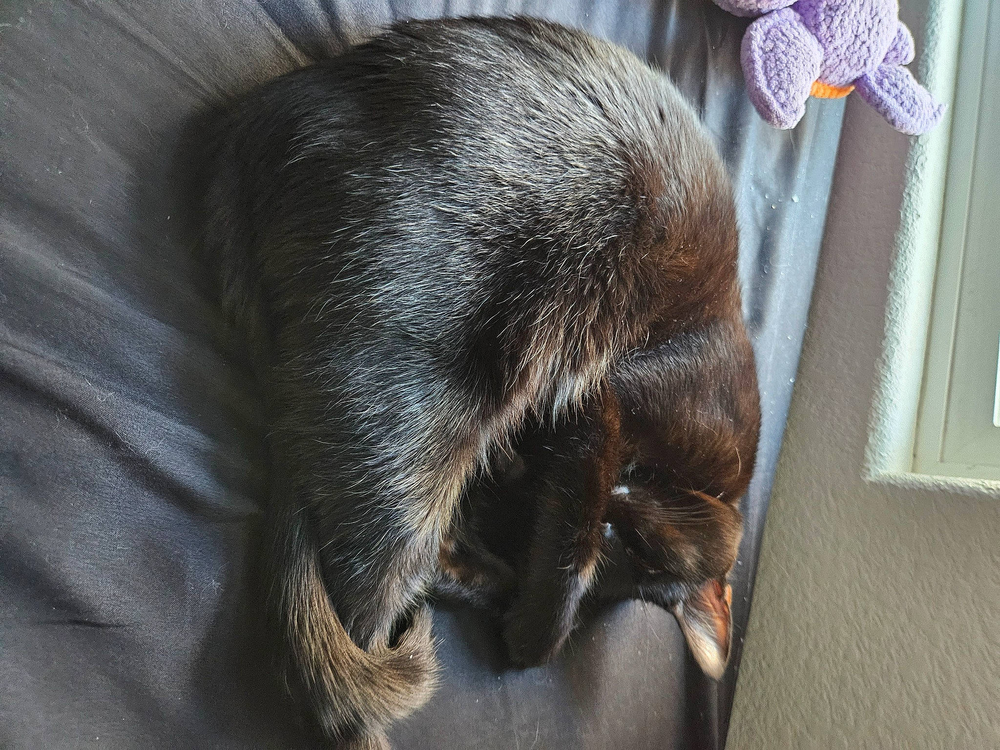 Thin Mint is registered to the contest to win money with this photo: bombay, canidae, carnivore, cat, claw, comfort, dog, dog_breed, domestic_short_haired_cat, ear, felidae, fur, liver, small_to_medium_sized_cats, snout, sporting_group, tail, terrestrial_animal, whiskers, working_animal