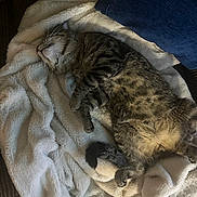 Loki is registered to the contest to win money with this photo: cat, tabby, sleeping, fluffy_blanket, cozy, pet, indoor, relaxed, feline, fur, striped, tail, paw, comfort, resting, couch, home, animal, soft, domestic_cat