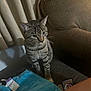 Loki is registered to the contest to win money with this photo: cat, tabby, indoor, curious, couch, blanket, pokemon_card, furniture, curtains, pet, animal, striped, whiskers, ears, looking, seated, cozy, home, relaxed, brown