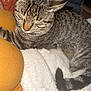 Loki joined the competition — help win amazing prizes! cat, tabby, sleeping, closeup, feline, pet, cozy, blanket, indoor, resting, striped, tail, fur, comfort, relaxed, human, sweater, arm, tattoo, soft