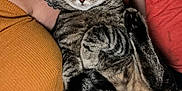 Loki is registered to the contest to win money with this photo: cat, tabby_cat, animal, pet, relaxed, sleeping, tattoo, arm, child, person, clothing, sweater, orange, red, hand, face, feline, fur, indoor, couch