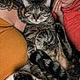 cat, tabby_cat, animal, pet, relaxed, sleeping, tattoo, arm, child, person, clothing, sweater, orange, red, hand, face, feline, fur, indoor, couch